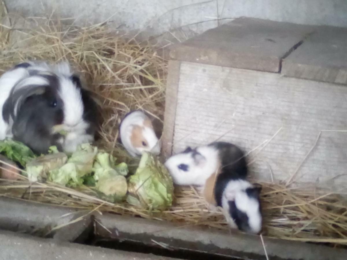 Bed and Breakfast La Ferme Du Vincin Vannes Zewnętrze zdjęcie